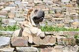 SHAR-PEI 452